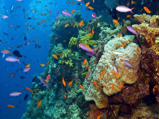 The Great Barrier Reef